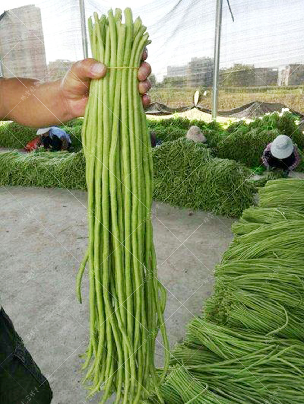 1557968800414846.jpg 53.jpg